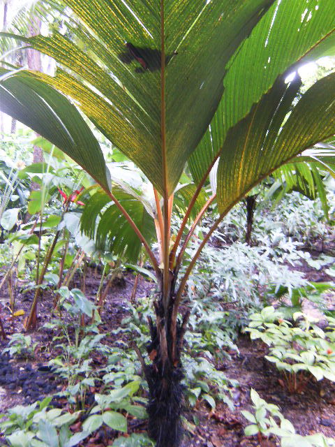 [Foto de planta, jardin, jardineria]