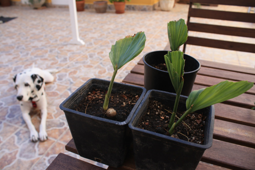 [Foto de planta, jardin, jardineria]