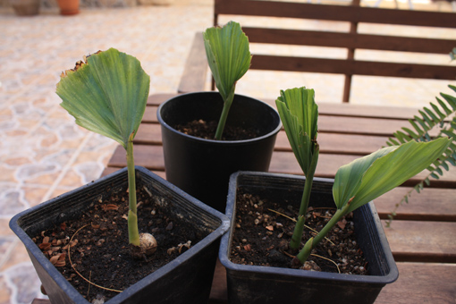 [Foto de planta, jardin, jardineria]