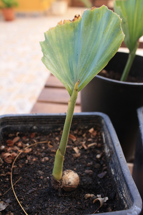 [Foto de planta, jardin, jardineria]