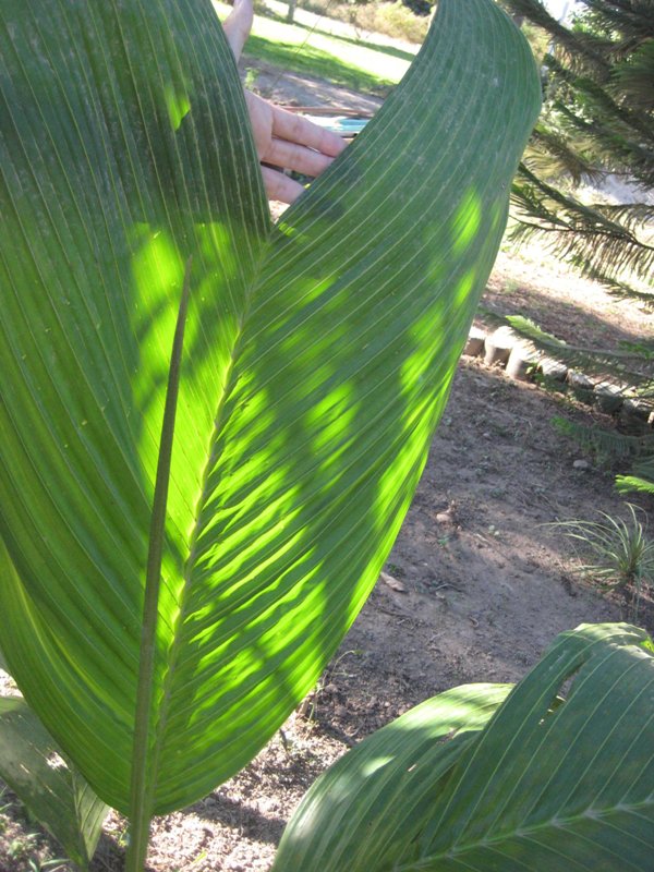 [Foto de planta, jardin, jardineria]