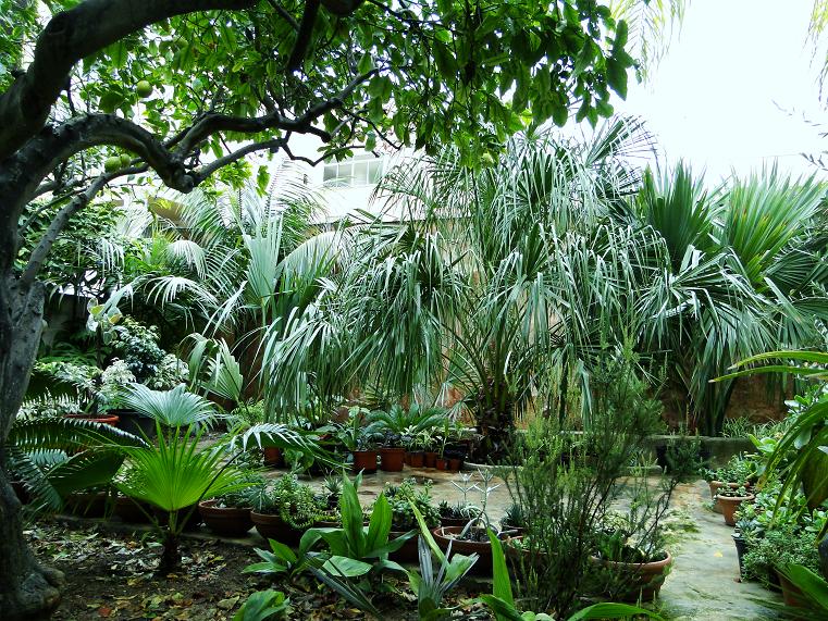[Foto de planta, jardin, jardineria]