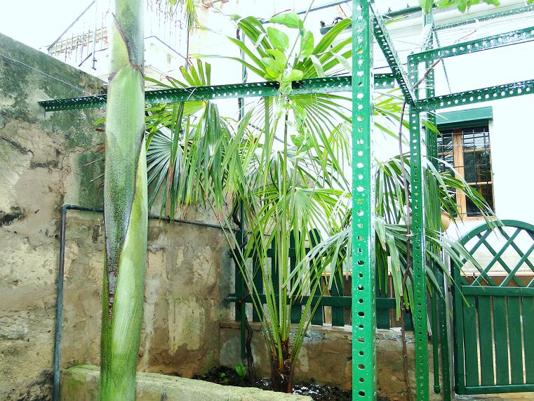[Foto de planta, jardin, jardineria]