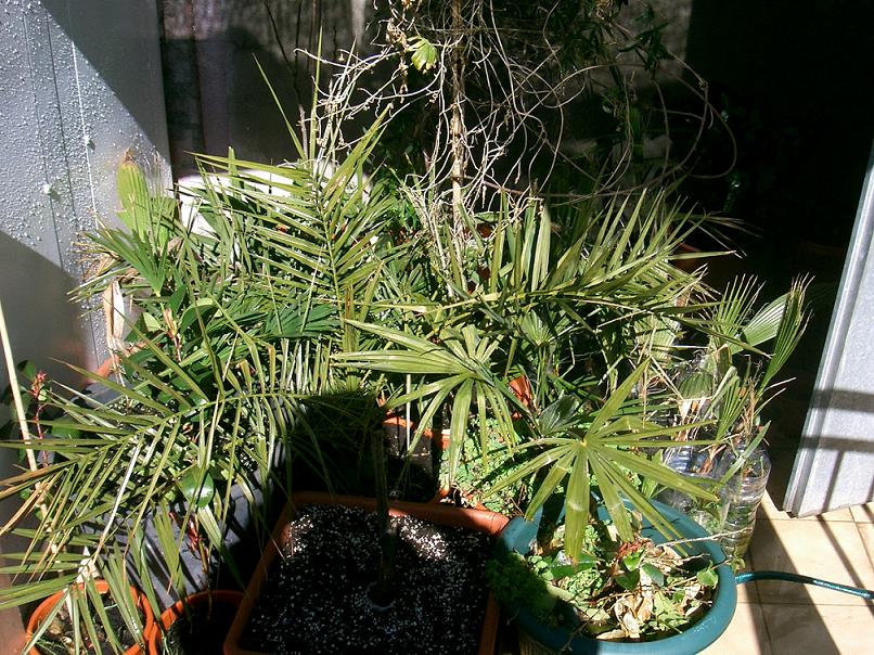 [Foto de planta, jardin, jardineria]