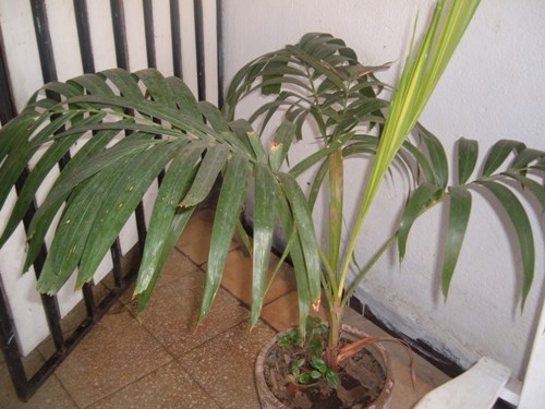 [Foto de planta, jardin, jardineria]