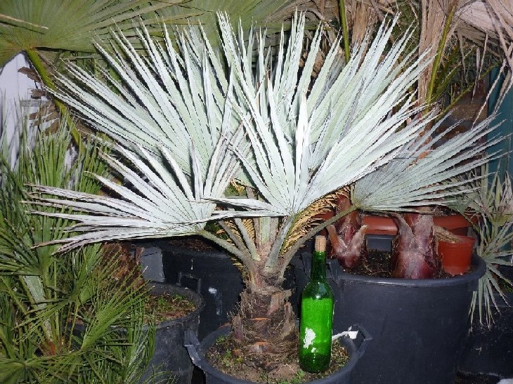 [Foto de planta, jardin, jardineria]