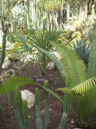 [Foto de planta, jardin, jardineria]