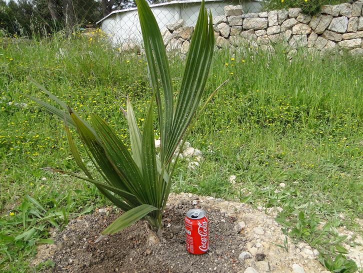 [Foto de planta, jardin, jardineria]