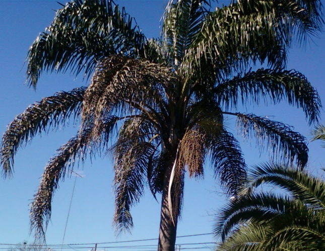 [Foto de planta, jardin, jardineria]