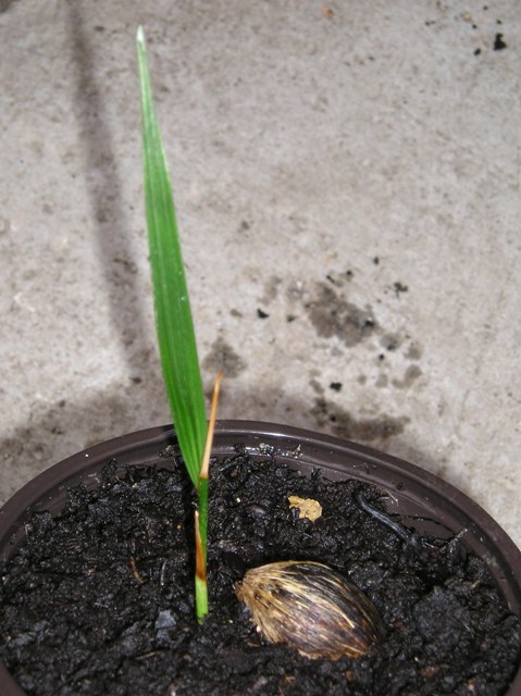 [Foto de planta, jardin, jardineria]