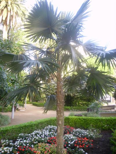 [Foto de planta, jardin, jardineria]