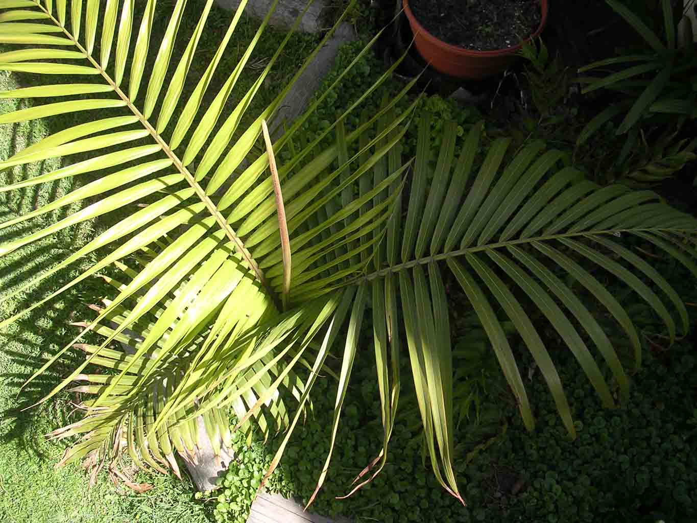 [Foto de planta, jardin, jardineria]