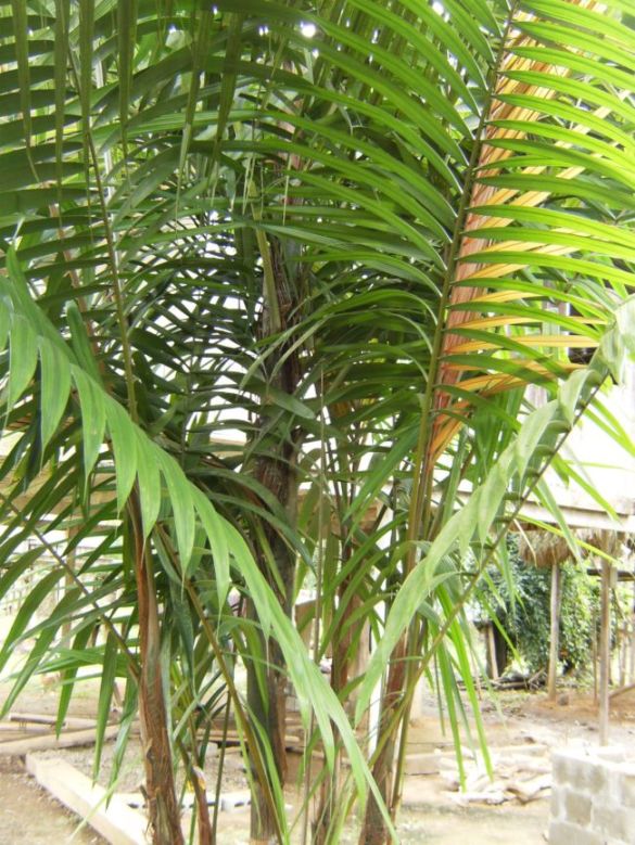 [Foto de planta, jardin, jardineria]