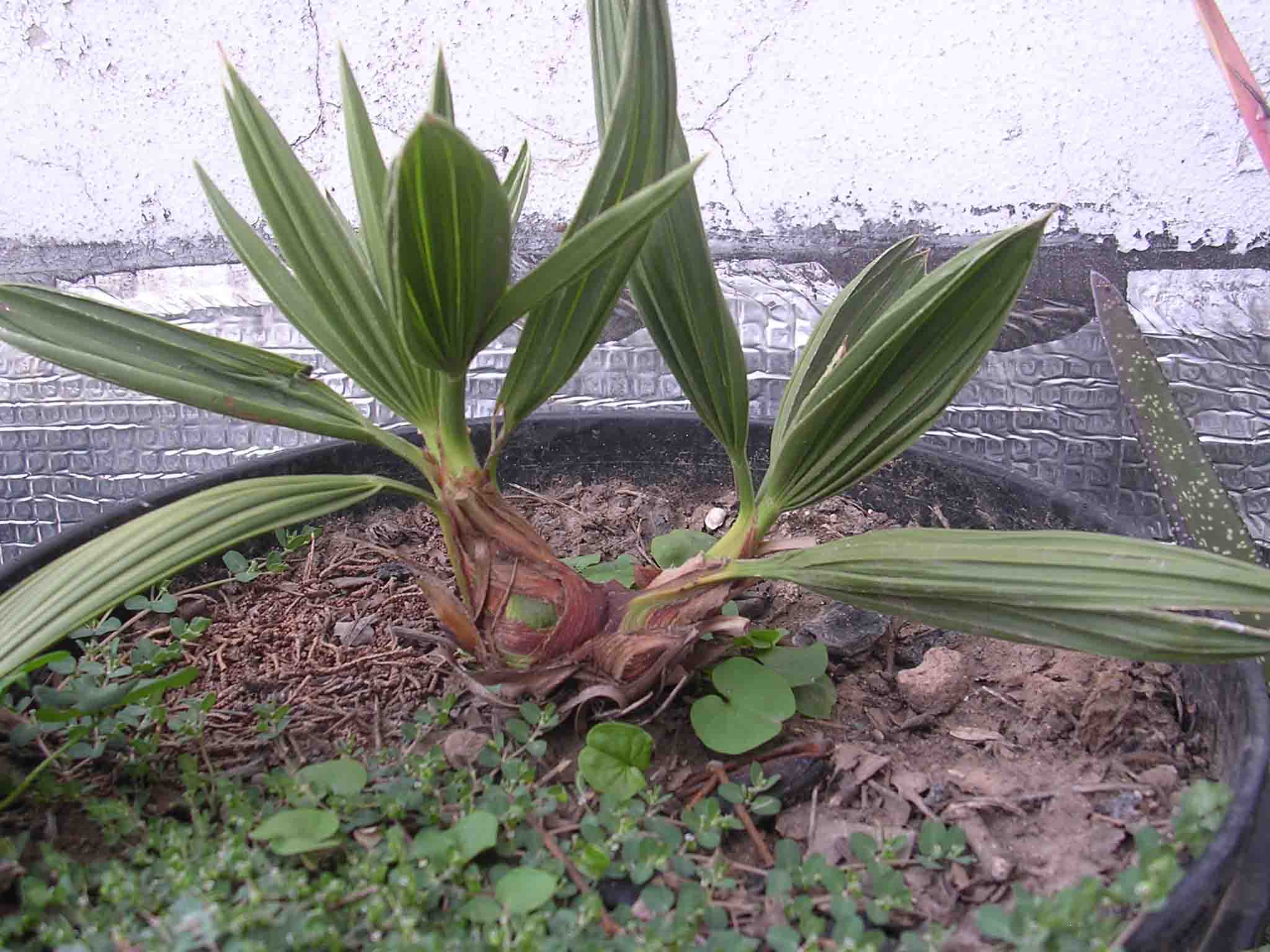 [Foto de planta, jardin, jardineria]