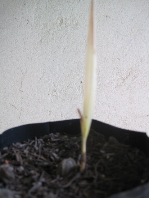[Foto de planta, jardin, jardineria]