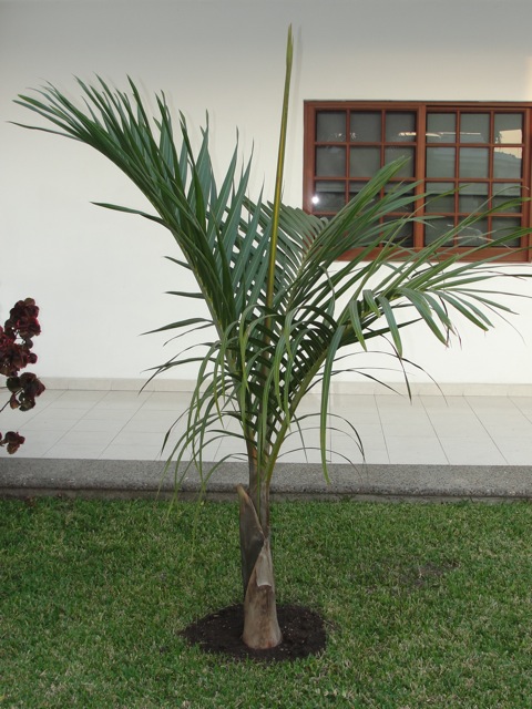 [Foto de planta, jardin, jardineria]