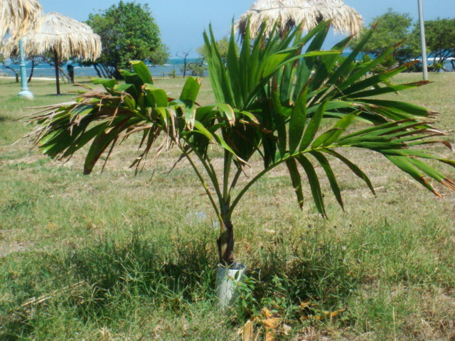 [Foto de planta, jardin, jardineria]