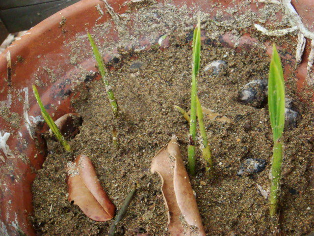 [Foto de planta, jardin, jardineria]