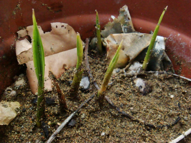 [Foto de planta, jardin, jardineria]