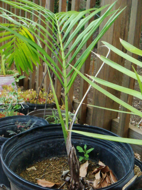 [Foto de planta, jardin, jardineria]