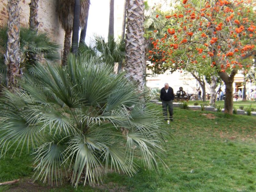 [Foto de planta, jardin, jardineria]