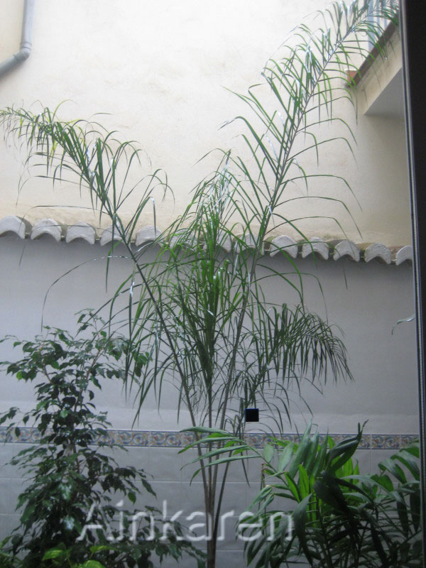 [Foto de planta, jardin, jardineria]