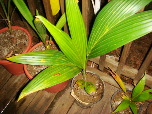 [Foto de planta, jardin, jardineria]