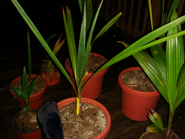 [Foto de planta, jardin, jardineria]