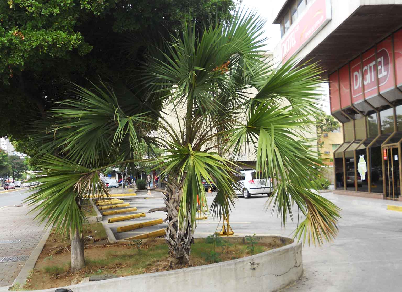 [Foto de planta, jardin, jardineria]