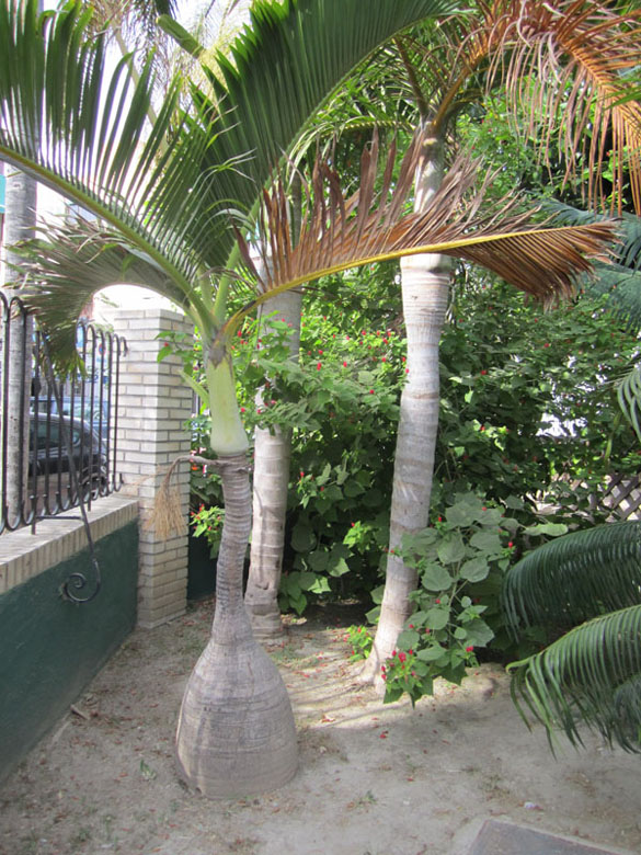 [Foto de planta, jardin, jardineria]