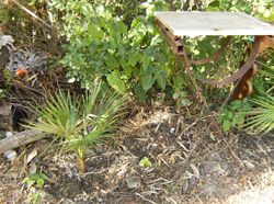 [Foto de planta, jardin, jardineria]