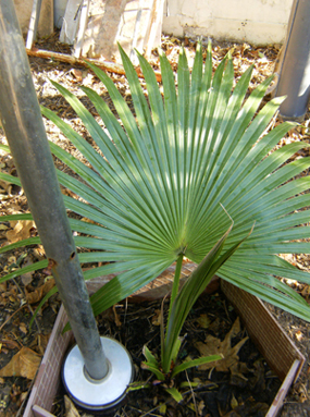 [Foto de planta, jardin, jardineria]