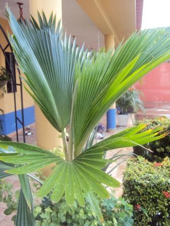 [Foto de planta, jardin, jardineria]