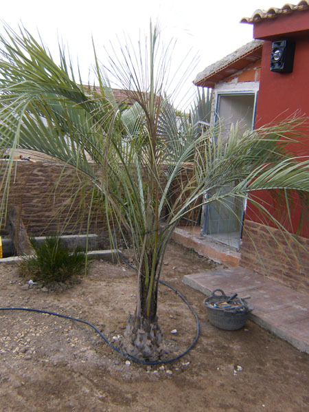 [Foto de planta, jardin, jardineria]