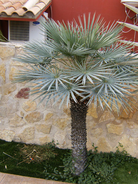 [Foto de planta, jardin, jardineria]