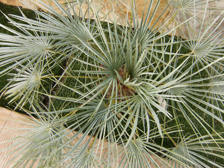[Foto de planta, jardin, jardineria]
