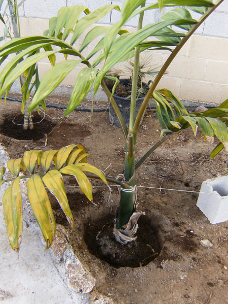 [Foto de planta, jardin, jardineria]