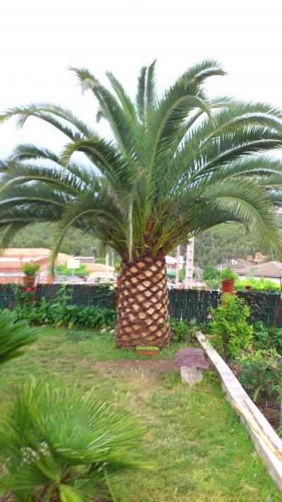 [Foto de planta, jardin, jardineria]