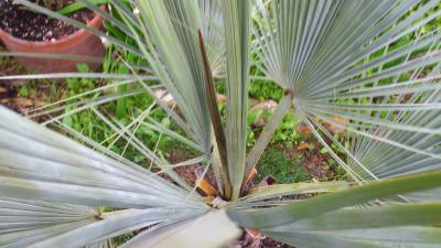 [Foto de planta, jardin, jardineria]