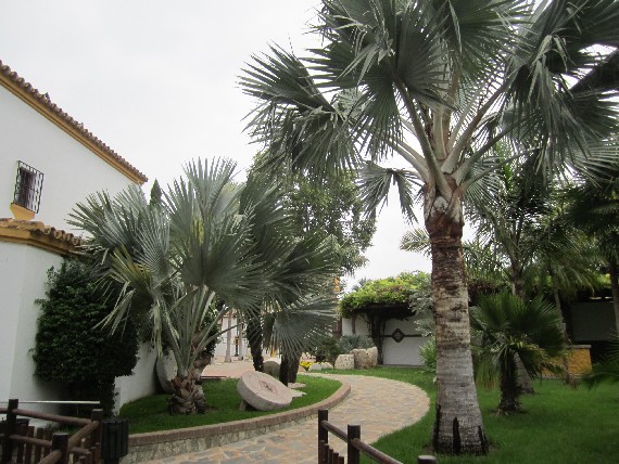 [Foto de planta, jardin, jardineria]
