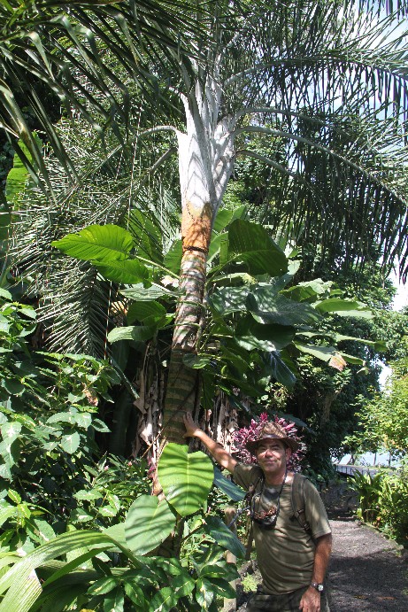 [Foto de planta, jardin, jardineria]