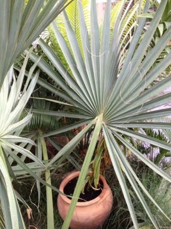 [Foto de planta, jardin, jardineria]