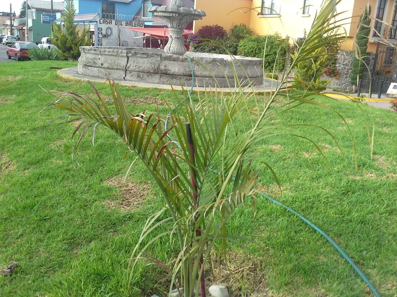 [Foto de planta, jardin, jardineria]