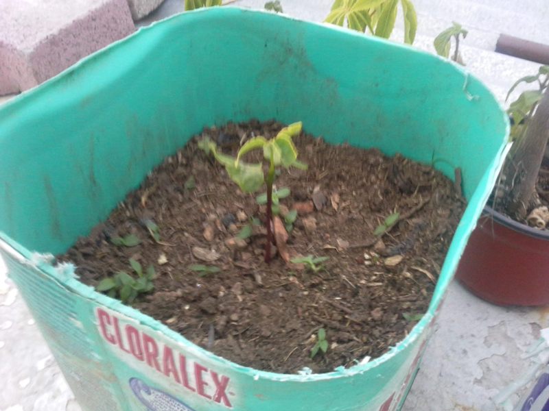 [Foto de planta, jardin, jardineria]