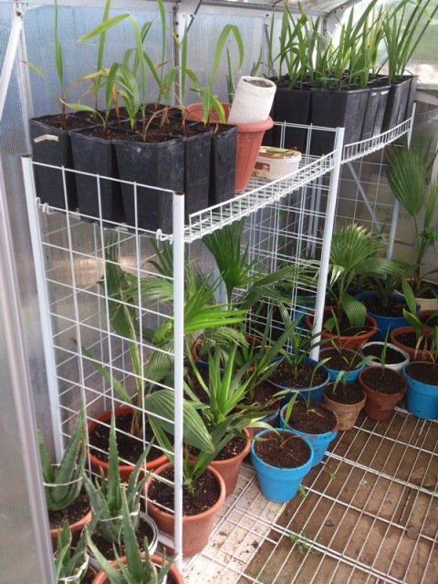 [Foto de planta, jardin, jardineria]