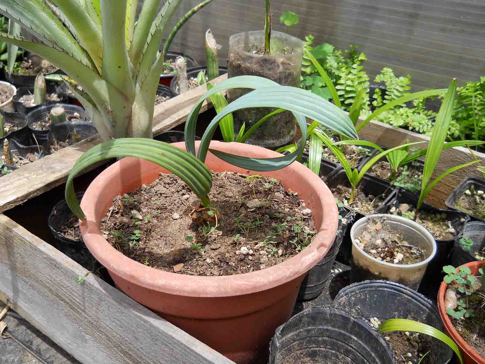 [Foto de planta, jardin, jardineria]