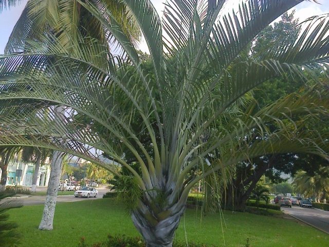 [Foto de planta, jardin, jardineria]