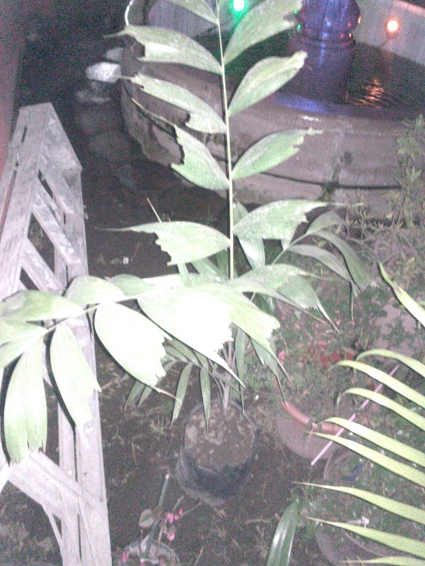 [Foto de planta, jardin, jardineria]