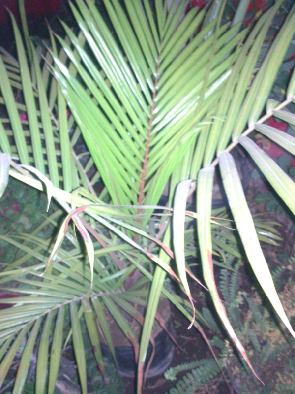[Foto de planta, jardin, jardineria]
