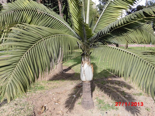 [Foto de planta, jardin, jardineria]